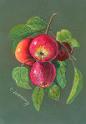 Apples