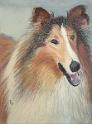 Collie