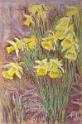 Daffodils