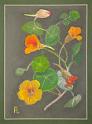 Nasturtiums