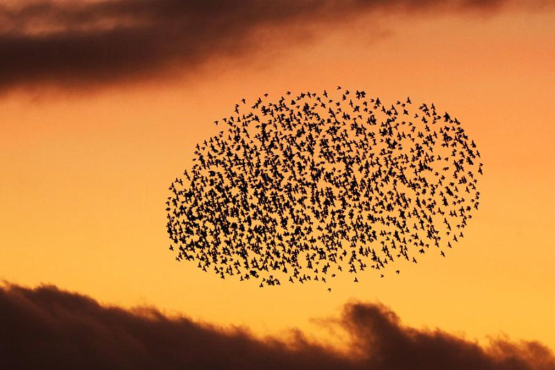 6669830419_78ecd08a62_b.jpg - "Starling Egg" - by Andy Holden