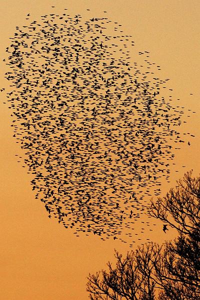6669836047_234f50e7d5_o.jpg - "Predator Below" - by Andy Holden