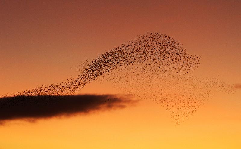 6675604267_81aa218a7c_b.jpg - "Murmuration" - by Andy Holden