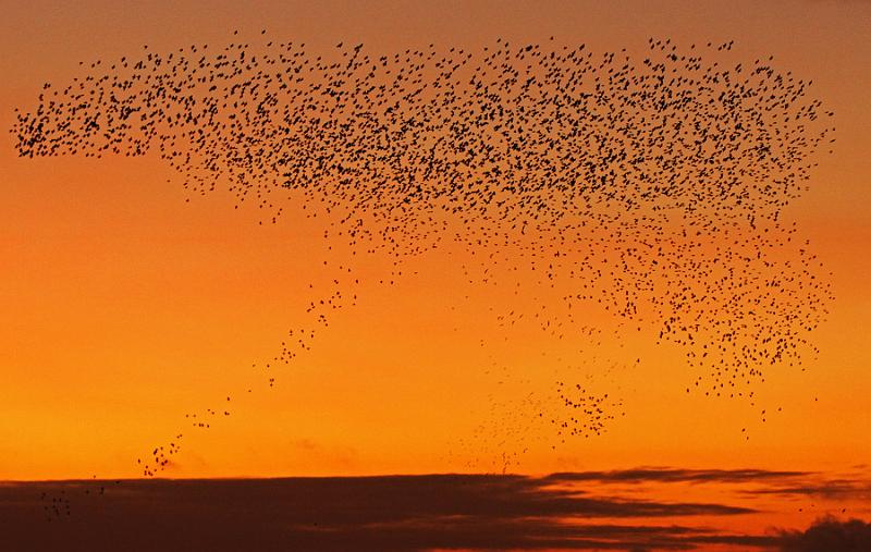 6679009055_b7f1d72f05_b.jpg - "Risin' Up To Join The Mass" - by Andy Holden