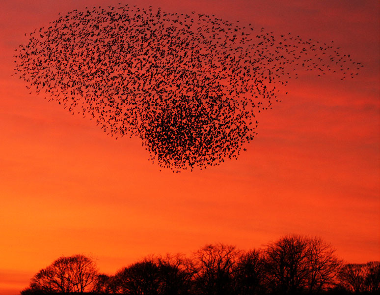 6691854923_096e68f0d3_b.jpg - "Red Sky at Night" - by Andy Holden