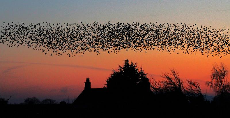 6724978809_9c0dc761ee_o.jpg - The main roost tree below the murmuration - by Andy Holden