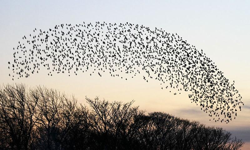6724979315_ab5ffc1388_o.jpg - "A perfect arc" - by Andy Holden
