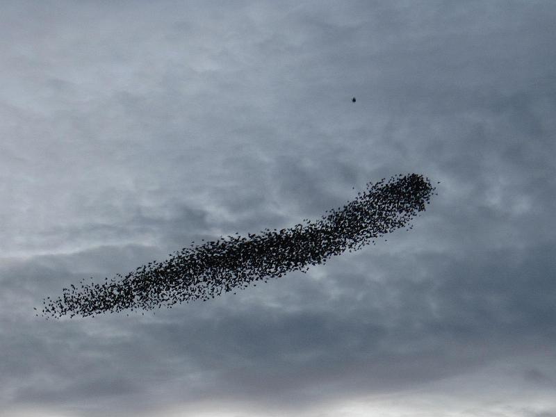 Elongated.JPG - "Let's Make Some Shapes" - by Elizabeth Robertshaw