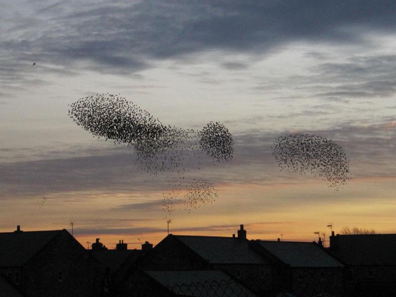 GroupsMerging.JPG - "Now We are Three" - by Elizabeth Robertshaw