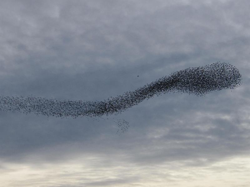 TadPole.JPG - "Flying Tadpole" - by Elizabeth Robertshaw