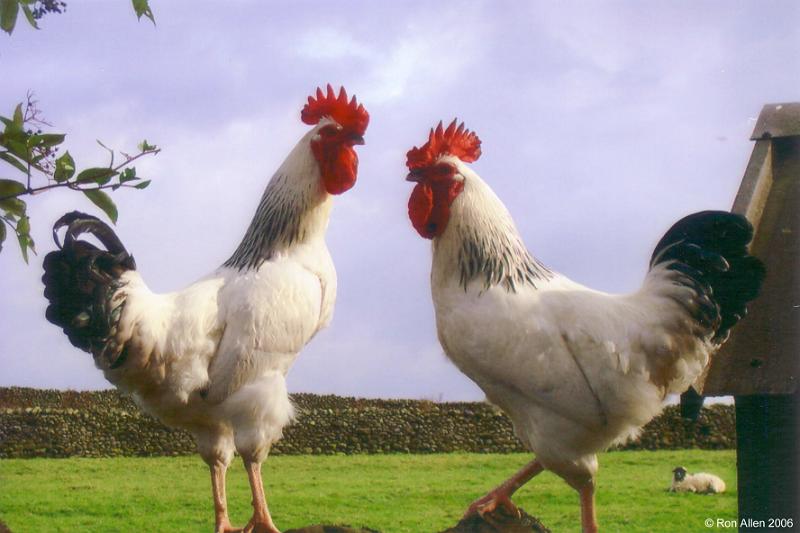 Cockerals.jpg - "Two Cockerels"  - by Ron Allen