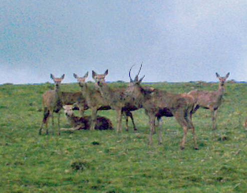 Deer.jpg - "Deer"   - by Bob & Anne Taylor. Seen at rear of Hellifield railway station.