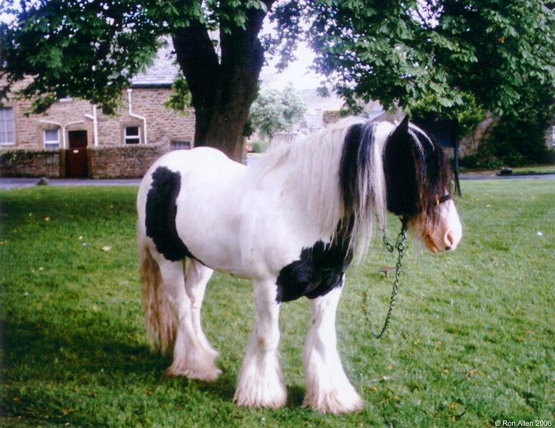 Horse-on-Green.jpg - "Horse on the Green"   - by Ron Allen