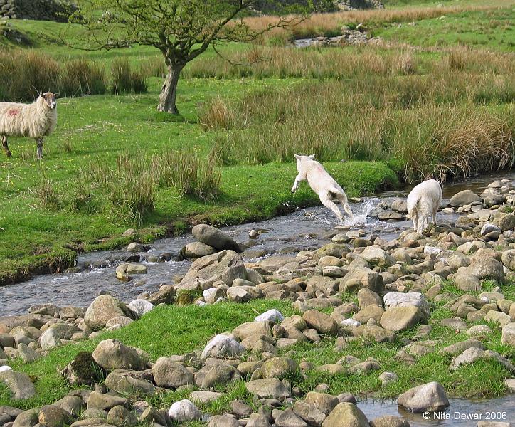 Lamb's-leap.jpg - "Lamb's Leap"  - by Nita Dewar. A big leap over Long Preston Beck.