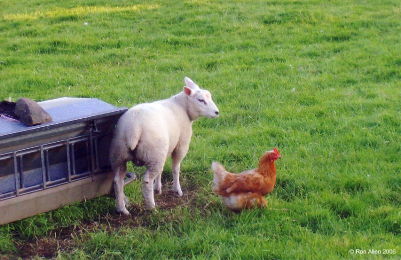 Lamb-and-Hen.jpg - "Lamb and Hen"   by Ron Allen