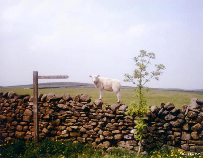Lamb-on-Wall.jpg - "Lamb on Wall"  - by Ron Allen