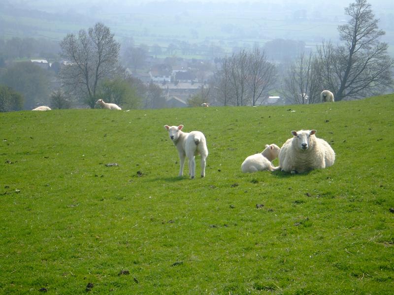 sheep&lambs.jpg - "Sheep & Lambs"  - by John Rodgers