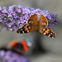 Butterflys-014