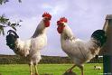 Cockerals