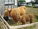 Highland-Cattle