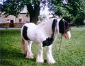 Horse-on-Green