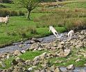 Lamb's-leap
