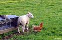Lamb-and-Hen