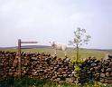 Lamb-on-Wall
