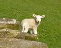 Lamb
