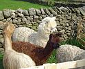 Llamas