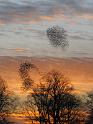Murmurations