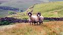 Two-Sheep