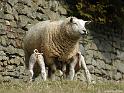 Y-Dales-sheep-040