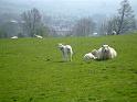 sheep&lambs