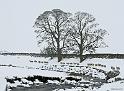 Sheep-Tree-2