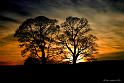 trees2