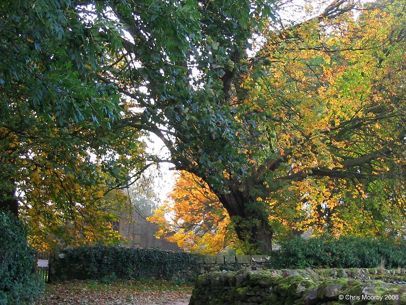 Trees.jpg - "Ancient Trees"  -  by Chris Moorby The old trees in St Mary's churchyard, Long Preston.