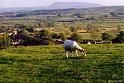 Sheep-and-Pendle